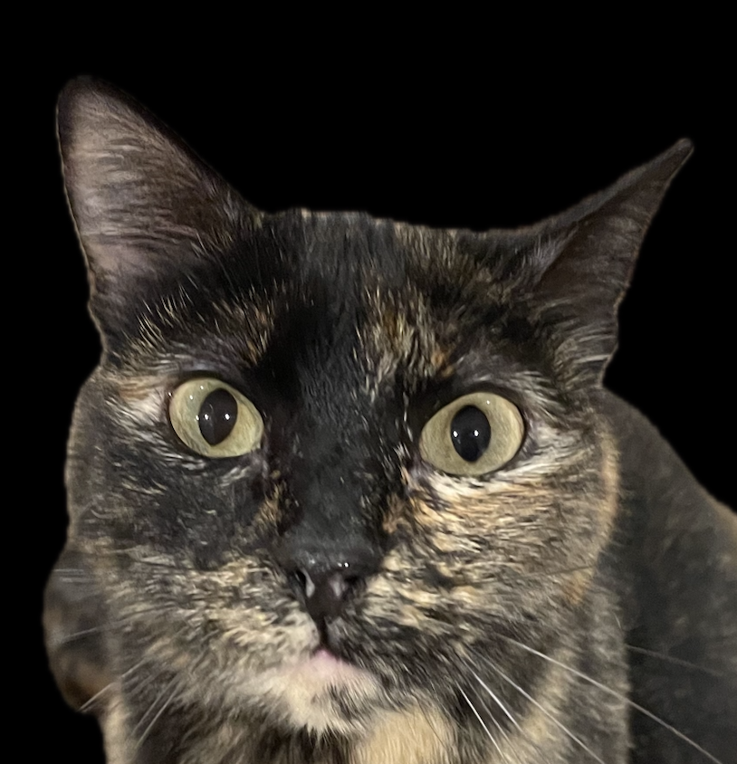 Tsunami, la gata precavida del laboratorio, mirando de cerca con los ojos bien abiertos