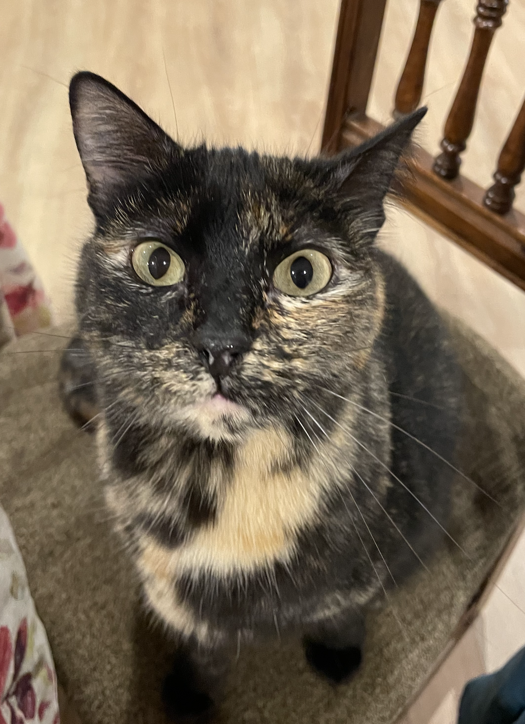 Tsunami, la gata precavida del laboratorio, mirando de cerca con los ojos bien abiertos