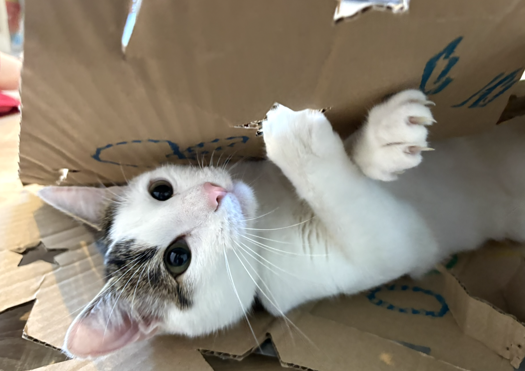 Cometa, el gato audaz del laboratorio, mirando con confianza